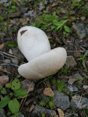 Leccinum percandidum
