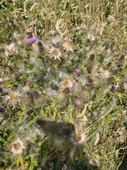 Cirsium vulgare