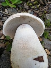 Leccinum percandidum