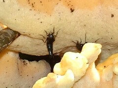 Philonthus caeruleipennis