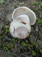 Leccinum percandidum