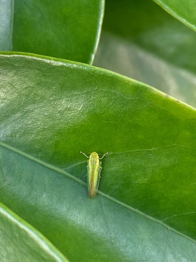 Paracoelidiana