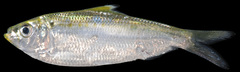 Opisthonema oglinum