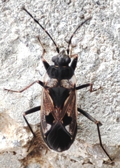 Rhyparochromus vulgaris