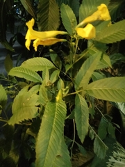 Tecoma stans