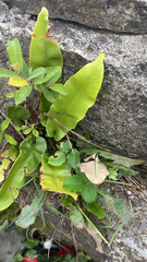 Asplenium scolopendrium