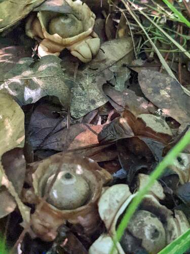 Geastrum triplex (Photo 4 of 4)