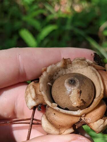 Geastrum triplex