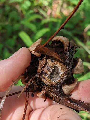 Geastrum triplex (Photo 2 of 4)