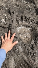 Ursus arctos horribilis