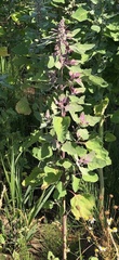 Chenopodium quinoa