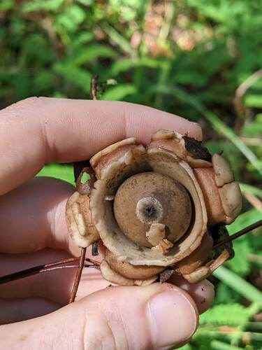 Geastrum triplex (Photo 3 of 4)