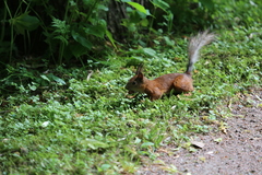 Sciurus vulgaris