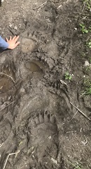 Ursus arctos horribilis