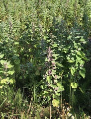 Chenopodium quinoa