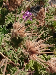 Pelargonium capitatum image