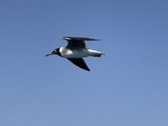 Ichthyaetus leucophthalmus