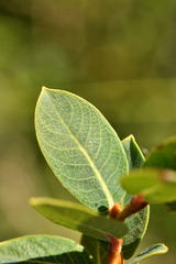Salix caesia