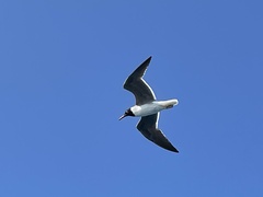 Ichthyaetus leucophthalmus