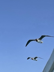 Ichthyaetus leucophthalmus