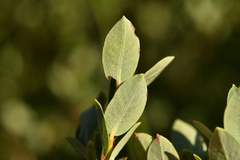 Salix caesia