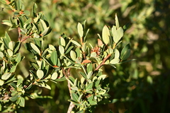 Salix caesia