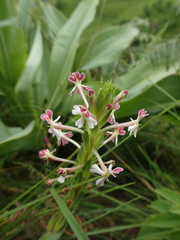 Zaluzianskya microsiphon