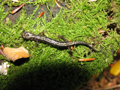 Plethodon welleri