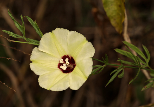 Image of Merremia palmata by (c) Wynand Uys, some rights reserved (CC BY)