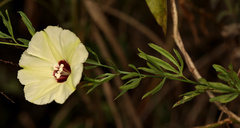 Cienfuegosia digitata