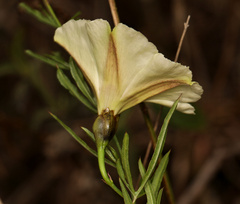 Cienfuegosia digitata