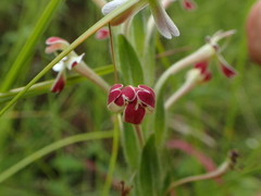 Zaluzianskya microsiphon