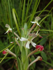 Zaluzianskya microsiphon