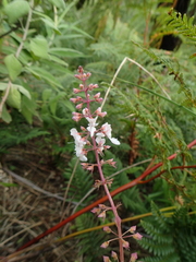 Plectranthus ciliatus