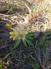 Freesia caryophyllacea