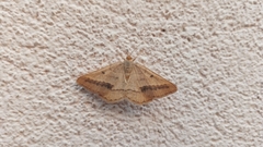 Isturgia arenacearia