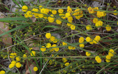 Acacia stenoptera