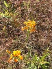 Erysimum × marshallii