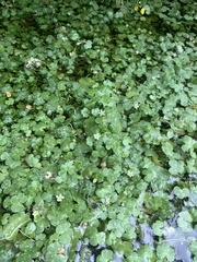 Ranunculus omiophyllus