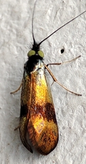 Nemophora dumerilella