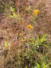 Erysimum × marshallii