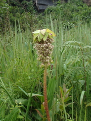 Eucomis bicolor