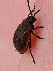 Galeruca reichardti