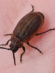 Galeruca reichardti