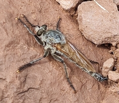 Eutolmus rufibarbis