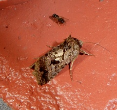 Chrysodeixis permissa