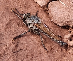 Eutolmus rufibarbis