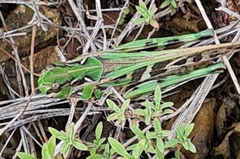 Oedaleus decorus