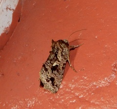 Chrysodeixis permissa