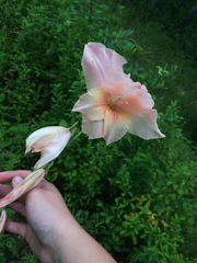 Gladiolus × hortulanus